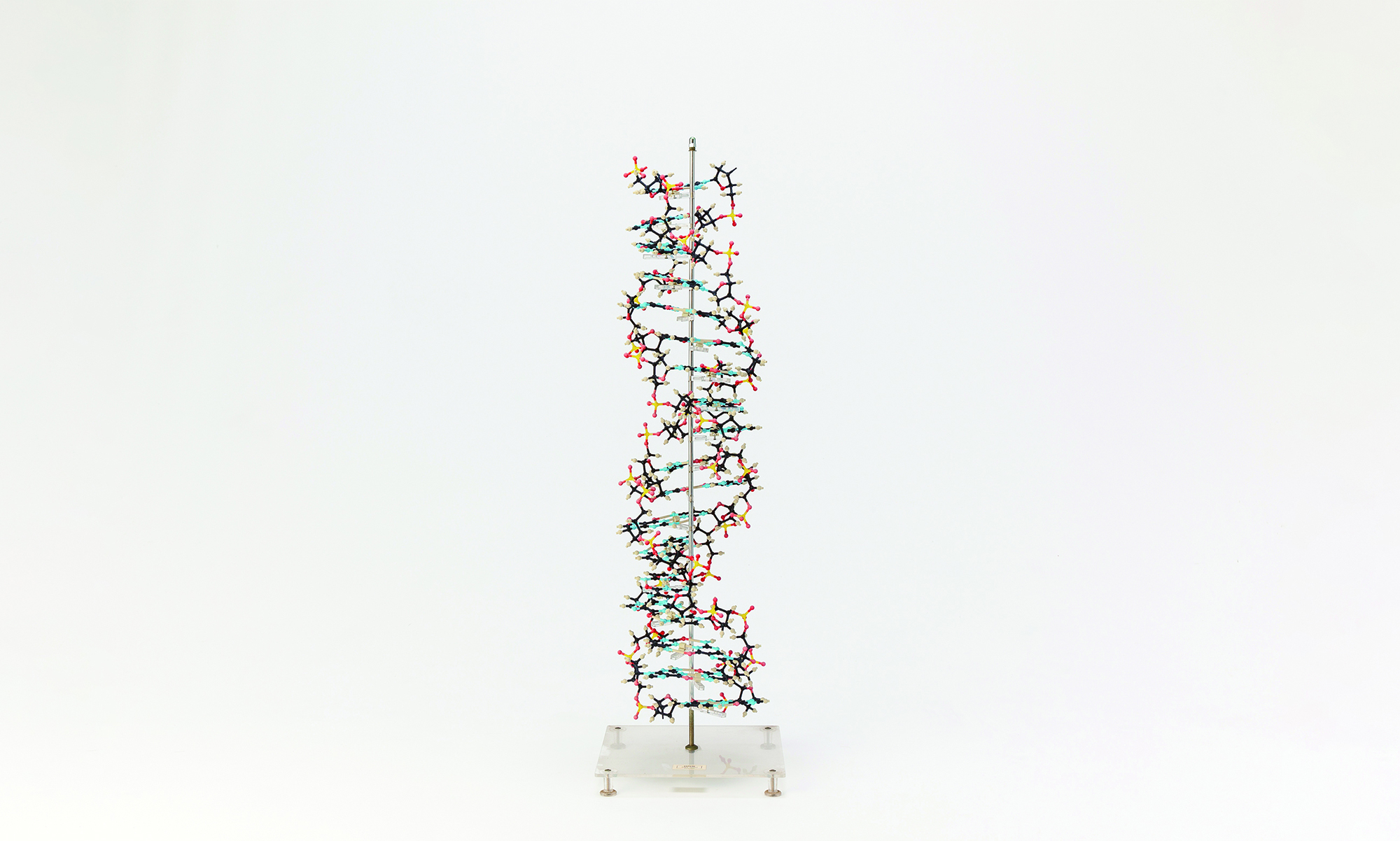 生命の設計図・DNAから複雑な組織ができるまで